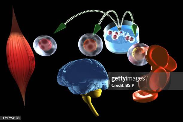 Cell Therapy, Illustration, Stem Cells Is Represented Here.