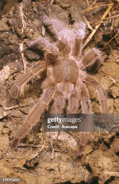 Brush-footed trapdoor spider, Selenocosmia species, also called Whistling spider, Northern Territory, Australia