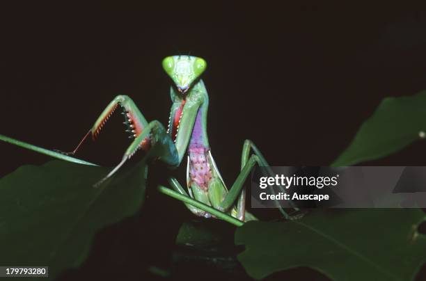 Mantis Rnd Photo 19 Northern Mantis Stock Photos, High-Res Pictures, and Images - Getty ...