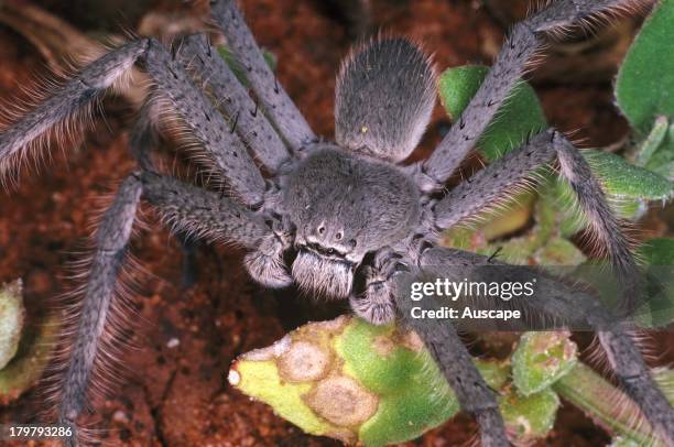 Huntsman spider, family Heteropodidae, Kalgoorlie, Western Australia