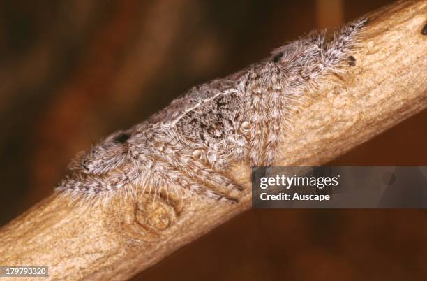 Concave or Wrap-around spider, Dolophones species, draped over branch, Near Telfer, Great Sandy Desert, Western Australia