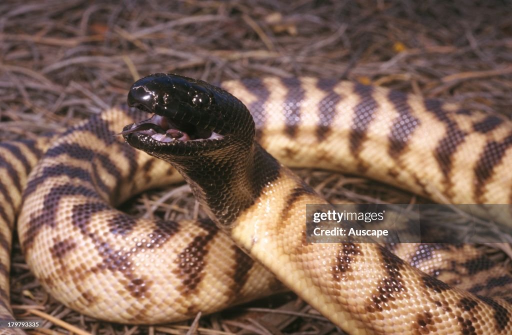 Black Headed Python Black-headed python, Aspidites melanocephalus, eats mostly reptiles ...
