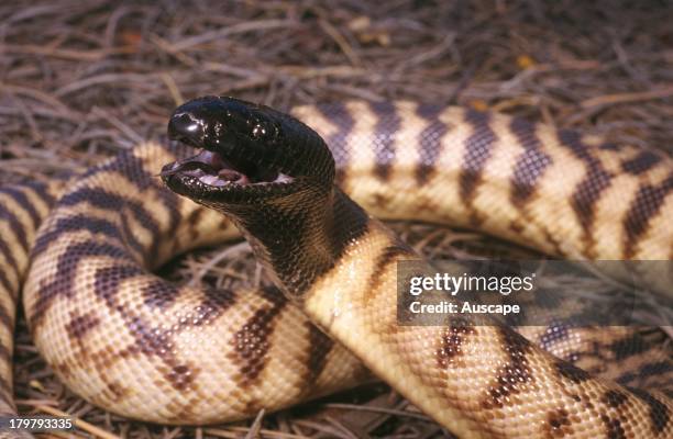 Poisonous Snake Photos and Premium High Res Pictures - Getty Images