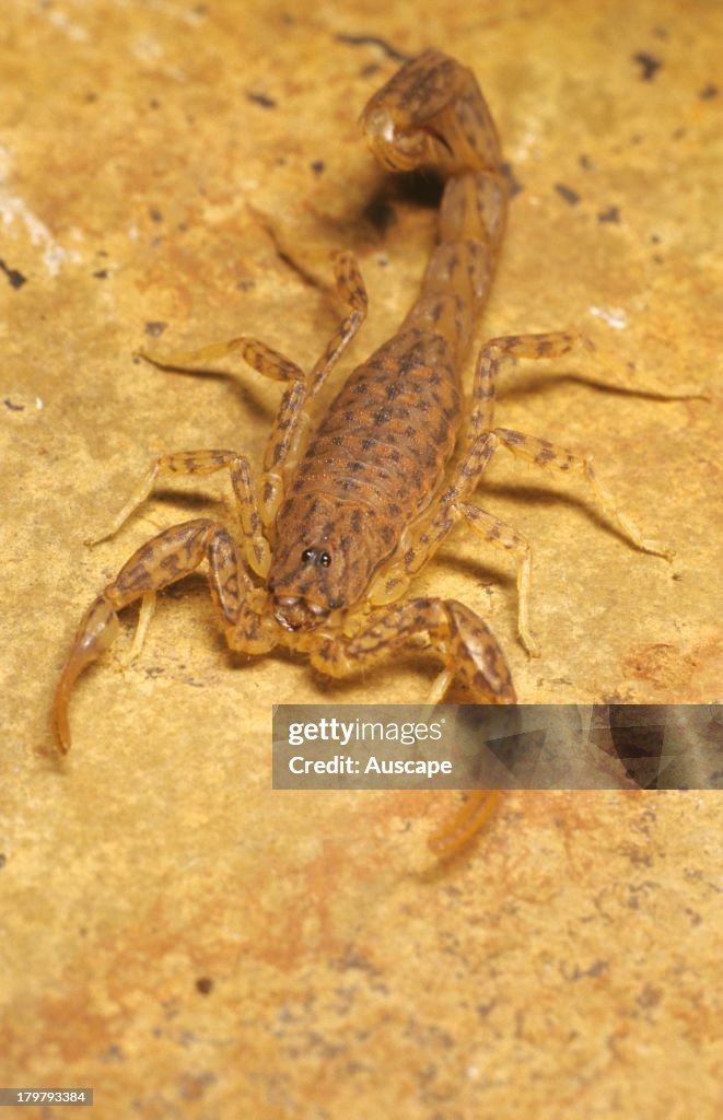 Marbled scorpion, Lychas species, Redmont Camp, Western Australia