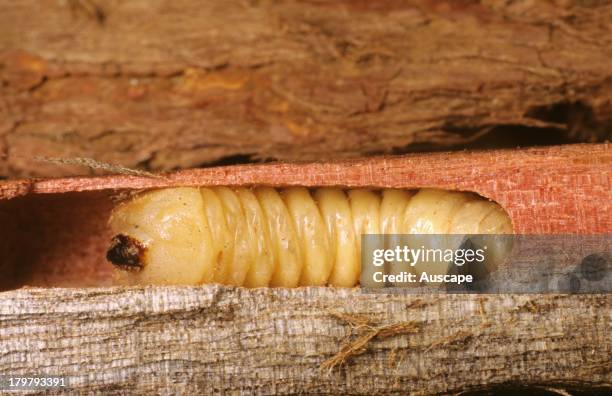 Longicorn beetle, family, Cerambycidae, larva, Albany, Western Australia