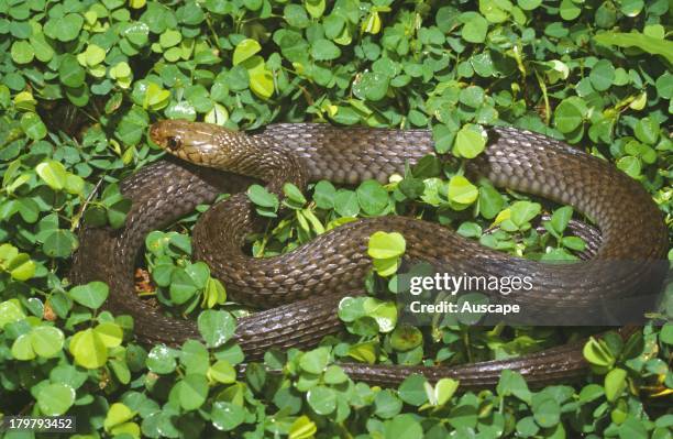 Australian keelback, Tropidonophis mairii, North of Kununurra, Western Australia