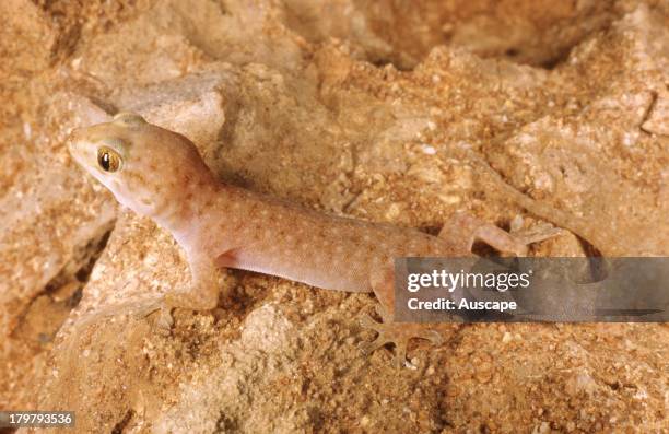 An undescribed Gehyra, Gehyra species, lives among boulders, Barrow Island, Western Australia