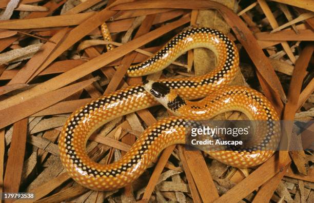 58 Burrowing Snakes Photos and Premium High Res Pictures - Getty Images