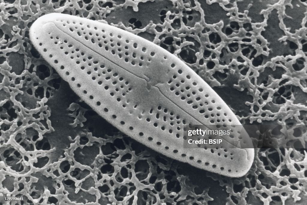 Diatom, Sem