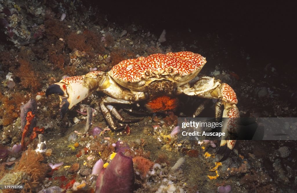 Tasmanian giant crab, Pseudocarcinus gigas, female carrying eggs, Tasmania, Australia