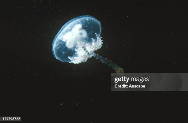 Haekels jellyfish, Pseudorhiza haeckeli, young specimen, drifting with the current, Stansbury, South Australia