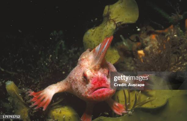 Red handfish, Thymichthys politus, rare and critically endangered species known only from this area, Southeastern Tasmania, Australia