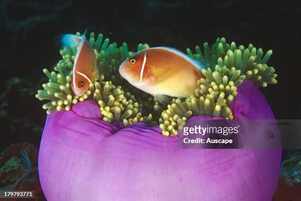 Pink anemone fish, Amphiprion perideraion, with their host Magnificent sea anemone, Heteractis magnifica, Tulamben, Bali, Indonesia