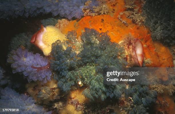 Red-throated ascidian, Herdmania momus, large specimen covered with encrusting invertebrates so only its two red siphons are exposed, Portsea,...