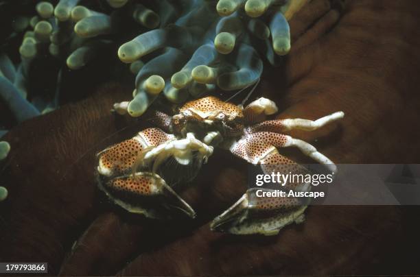 Red-spotted porcelain crab, Neopetrolisthes maculatus, living on a Sea anemone, Heteractis magnifica, feeding on passing plankton, Tulamben, Bali,...