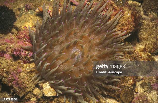 Leathery sea anemone, Heteractis crispa, young, on reef, Solitary Islands, New South Wales, Australia
