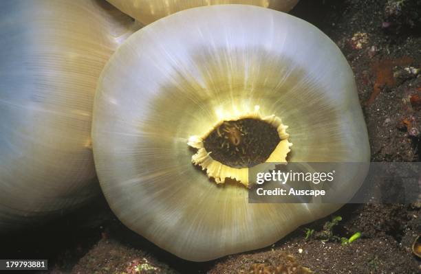 Giant coral anemone, Amplexidiscus fenestrafer, that closes with a draw-string action that can trap and kill quite large fish, Tulamben, Bali,...