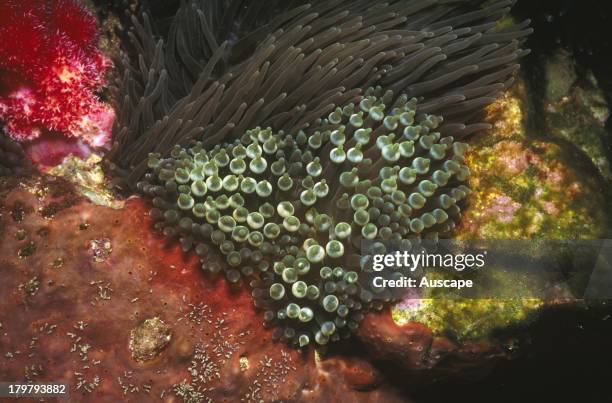 Bubble tip anemone, Entacmaea quadricolor, young specimen, on reef, Solitary Islands, New South Wales, Australia