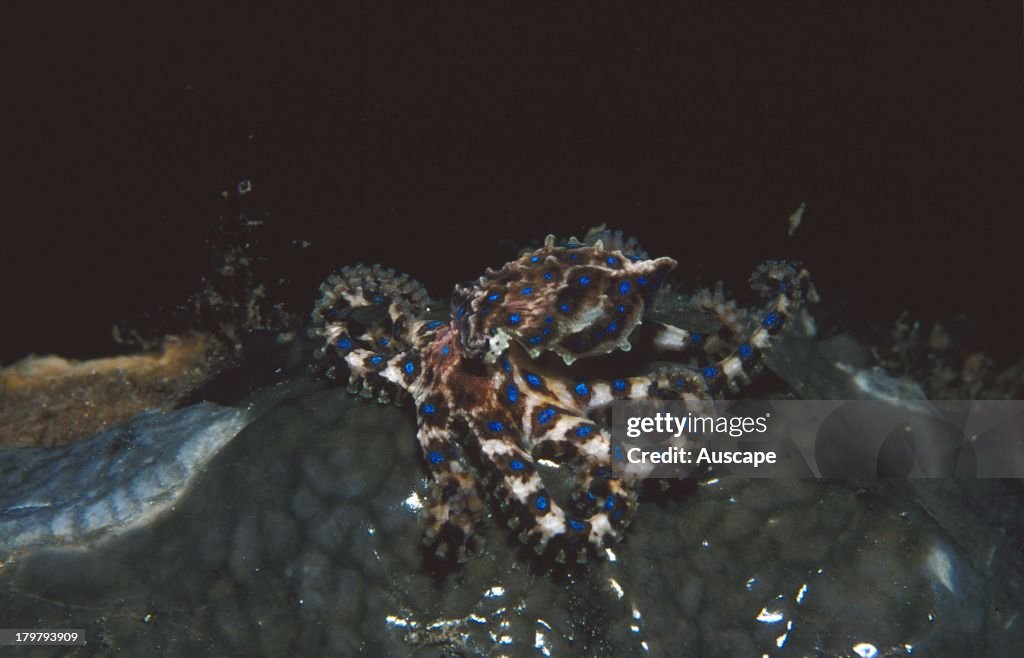 Southern blue-ringed octopus, Hapalochlaena maculosa, Here showing its blue rings as a warning, Edithburgh, Yorke Peninsula, South Australia