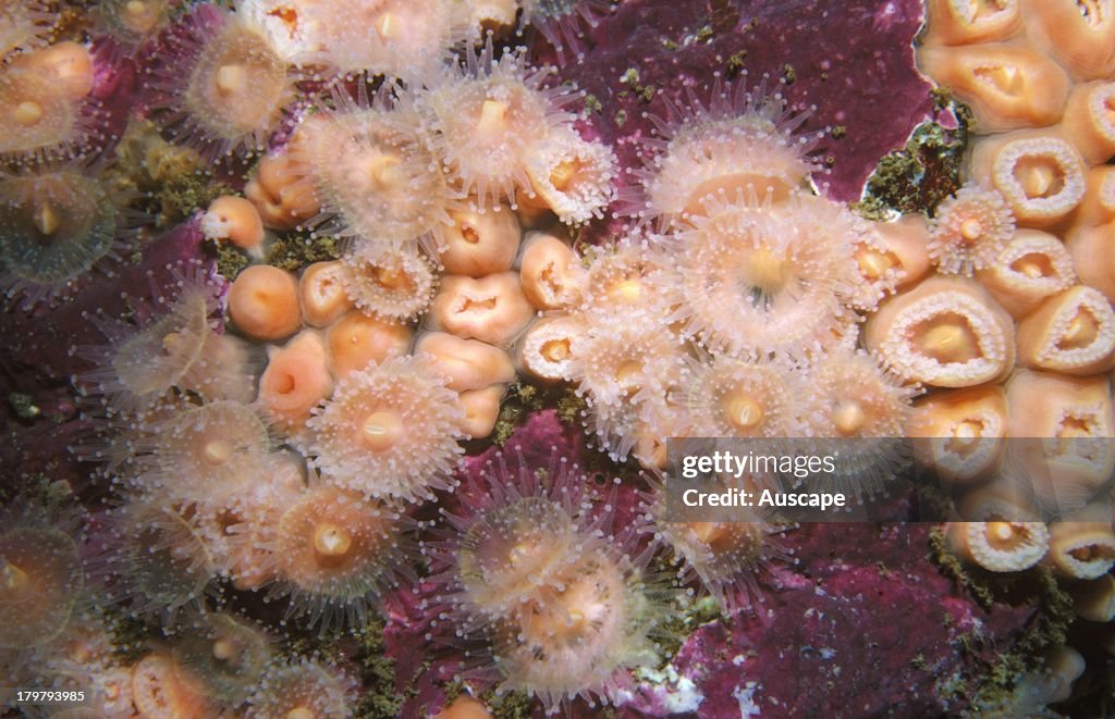 Jewel anemone colony, Corynactis species, on a rock wall, Waterfall Bay, Tasmania, Australia