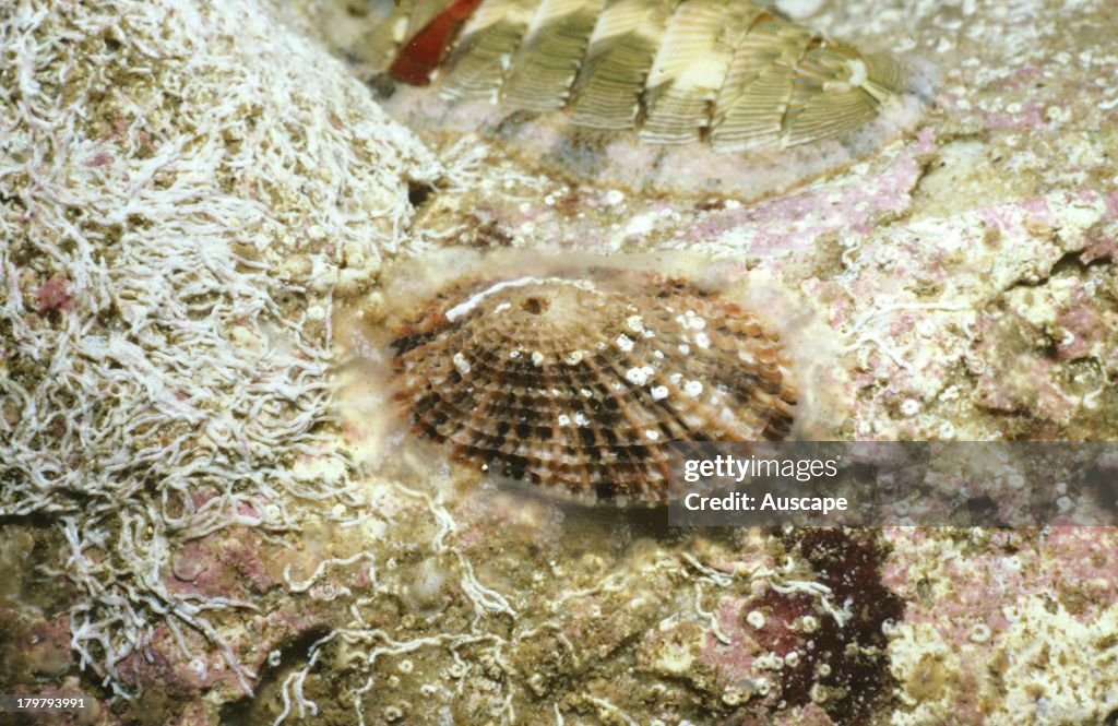 Keyhole limpet, Diodora lineata, on the underside of a rock, Sydney, New South Wales, Australia