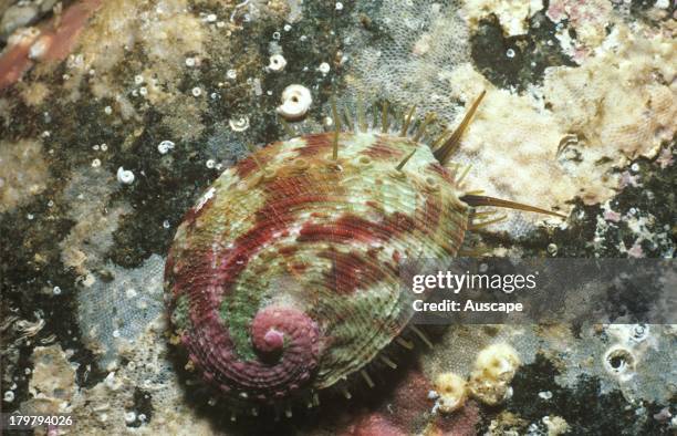 Black lip abalone, Haliotis rubra, juvenile under rock, Waterfall Bay, Tasmania, Australia