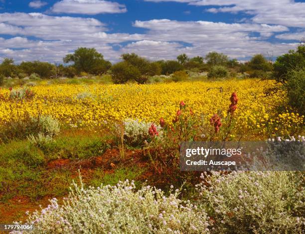Springtime In Australia 2,141 Springtime In Western Australia Stock Photos, High-Res Pictures ...