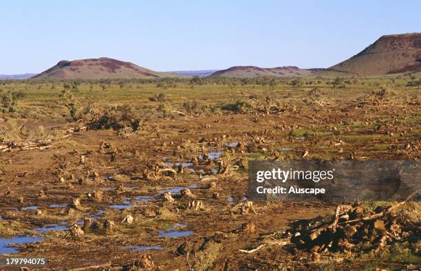 Deforestation, Cajeput, Melaleuca cajeputi, forest cut down in Harding River Dam catchment, Pilbara, Western Australia