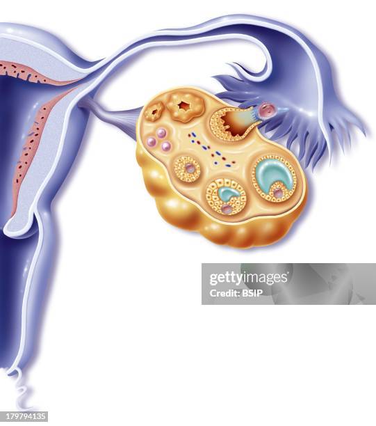 Gynecology, Illustration, Anatomy Of The Female Reproductive Organs During Ovulation.