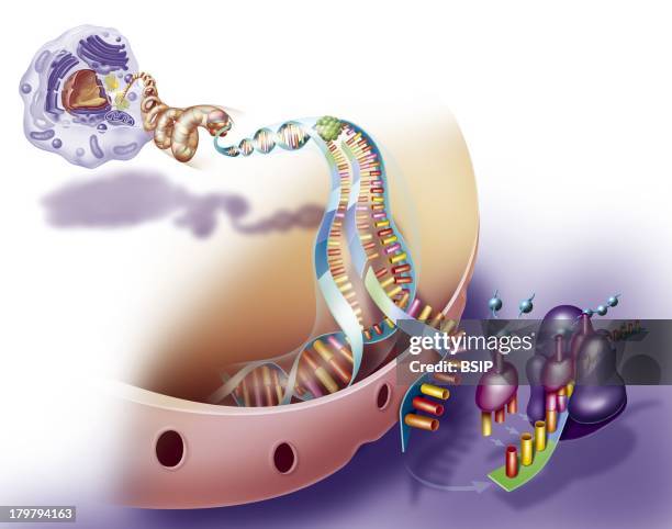 Protein Synthesis, Drawing, Amino Acid Recombined, Will Build A Protein, Peptide Chain.