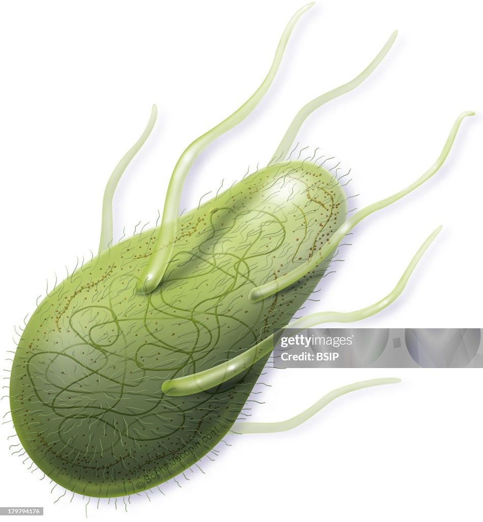 Bacterium, Drawing