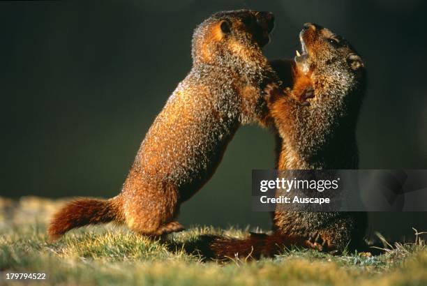 Yellow-bellied marmots, Marmota flaviventris, pair fighting, Rocky Mountains, Colorado, USA