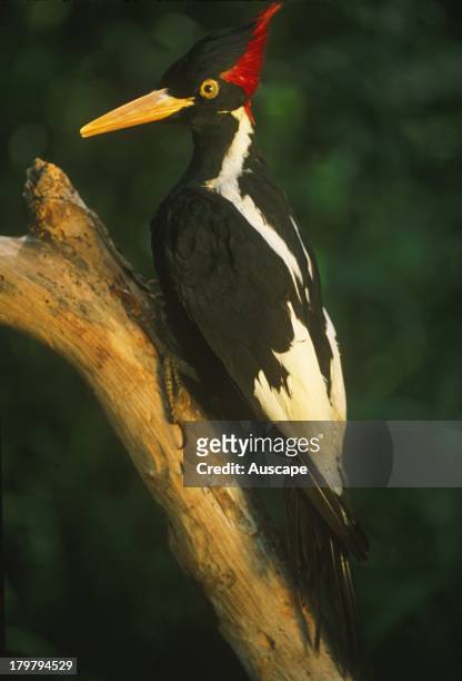 Ivory-billed woodpecker, Campephilus principalis, mounted specimen, It is probably extinct; last sighted in the 1980s, Louisiana, USA