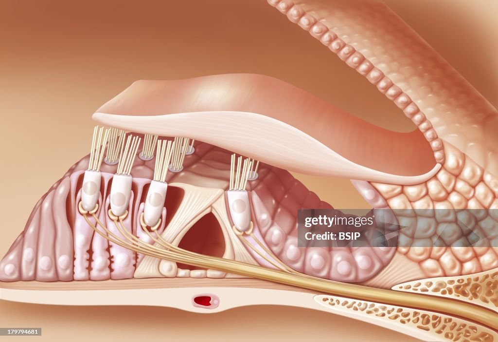 Organ Of Corti