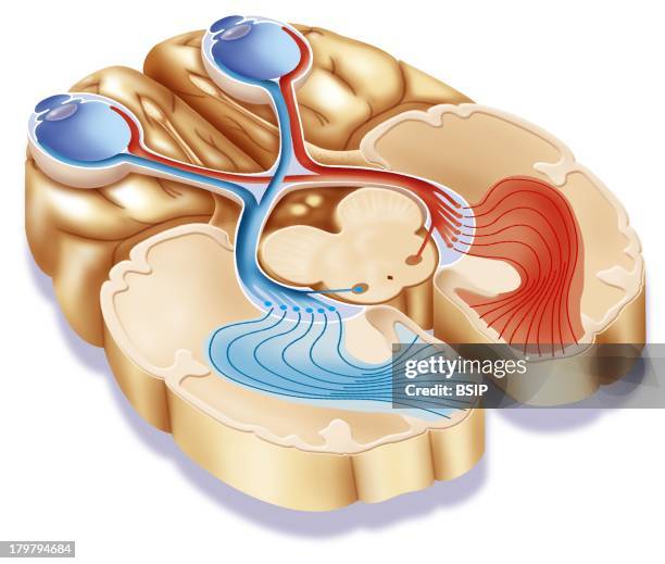 High Power View Visual Cortex Microscope Visual Cortex Photos and Premium High Res Pictures - Getty Images
