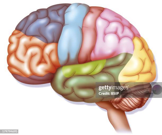 Brain, Drawing, Parietal Cortex, Pink, Auditive Cortex, Light Green, Inferotemporal Gyrus, Dark Green, Language And Memory, Visual Cortex, Yellow.