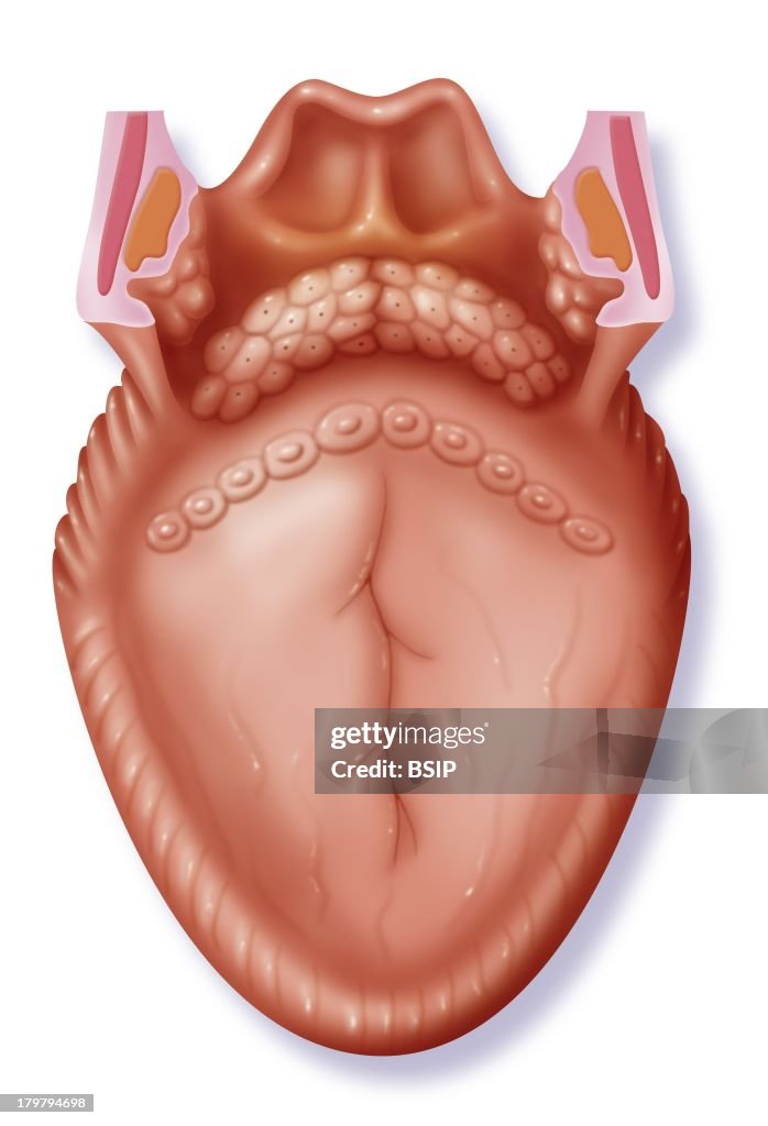 Tongue, Drawing