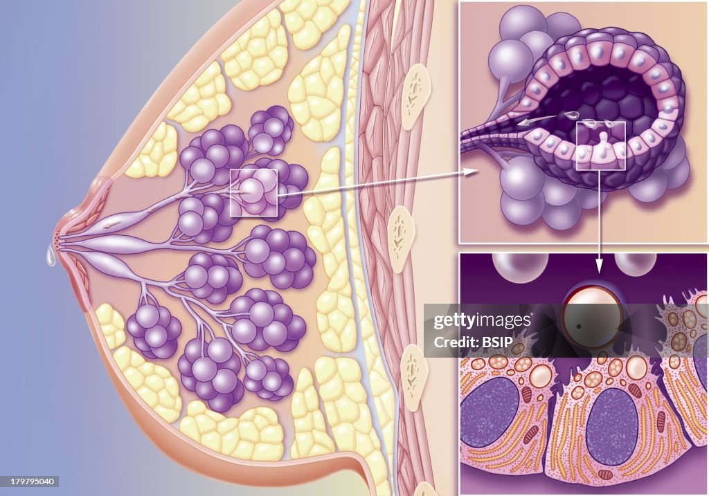 Lactation, Drawing