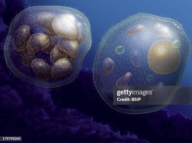 Cellular Drawing 35 Organism Drawing Stock Photos, High-Res Pictures, and Images - Getty ...