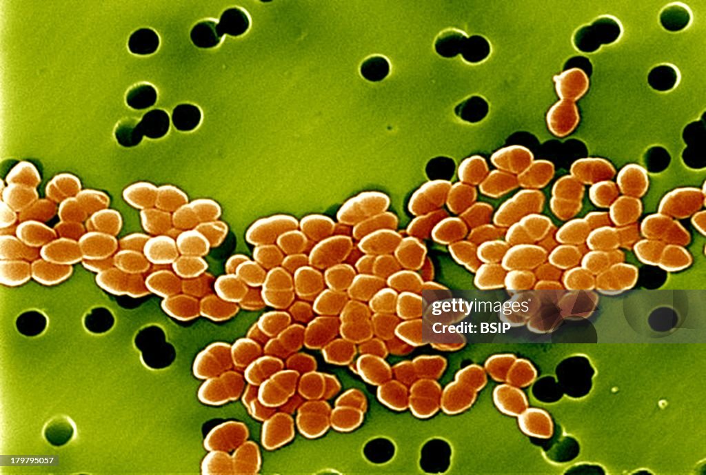Enterococcus, Sem
