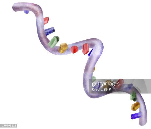 Messenger Rna Model 888 Messenger Rna Stock Photos, High-Res Pictures, and Images - Getty ...