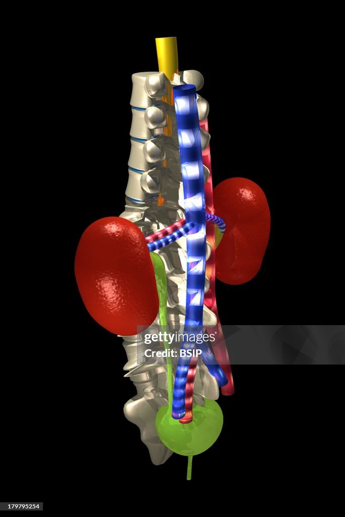 Urinary System, Drawing