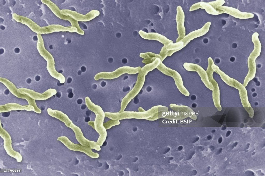 Campylobacter Jejuni