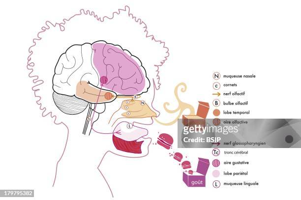 Taste, Illustration, The Nervous Path Of The Taste Of Aliments, From The Lingual Mucous To The Gustative Area, And In Parallel, The One Of Smelling,...