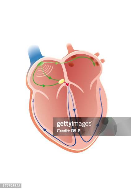 Heart Rate, Illustration.