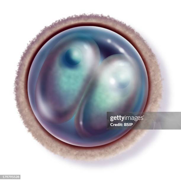 Human Embryo, Illustration, Two-Cell Embryo That Is 30 Hours After Fertilization, Phase Of Two Blastomeres.