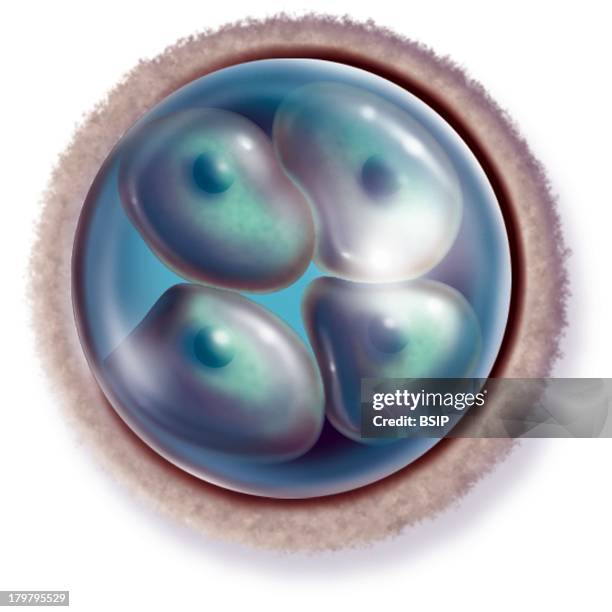 Human Embryo, Illustration, Four-Cell Embryo That Is 50 Hours After Fertilization, Phase Of Four Blastomeres.