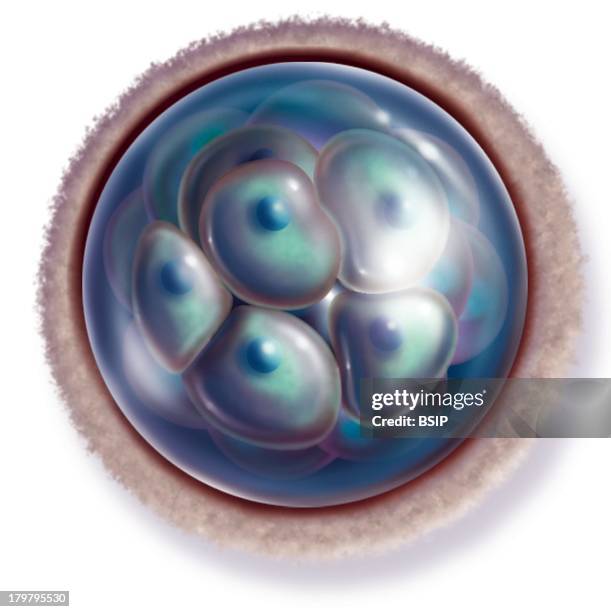 Human Embryo, Illustration, Sixteen-Cell Embryo That Is 4 Days After Fertilization Morula Phase.