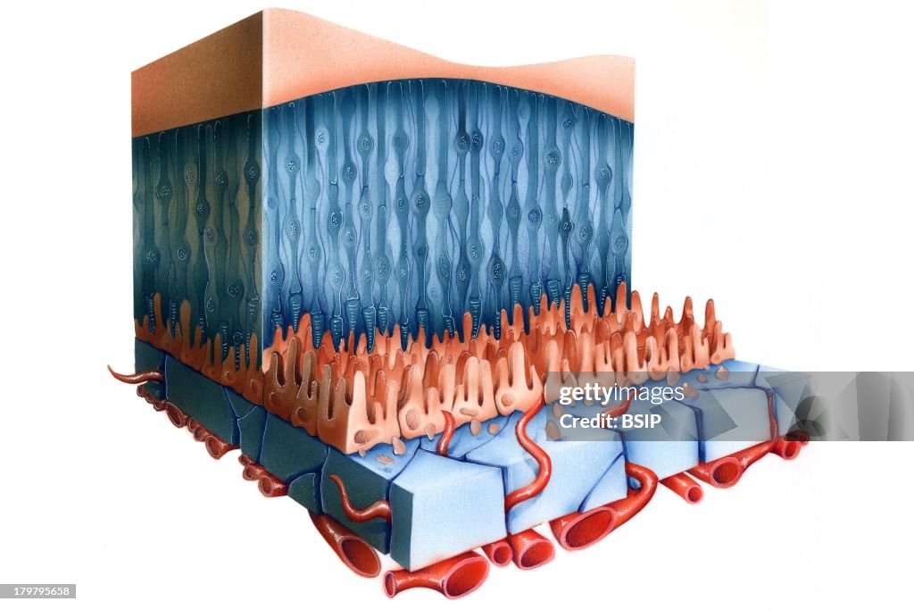 Retina, Cross-Section Cut-Away View Of The Retina, From Bottom To Top ...