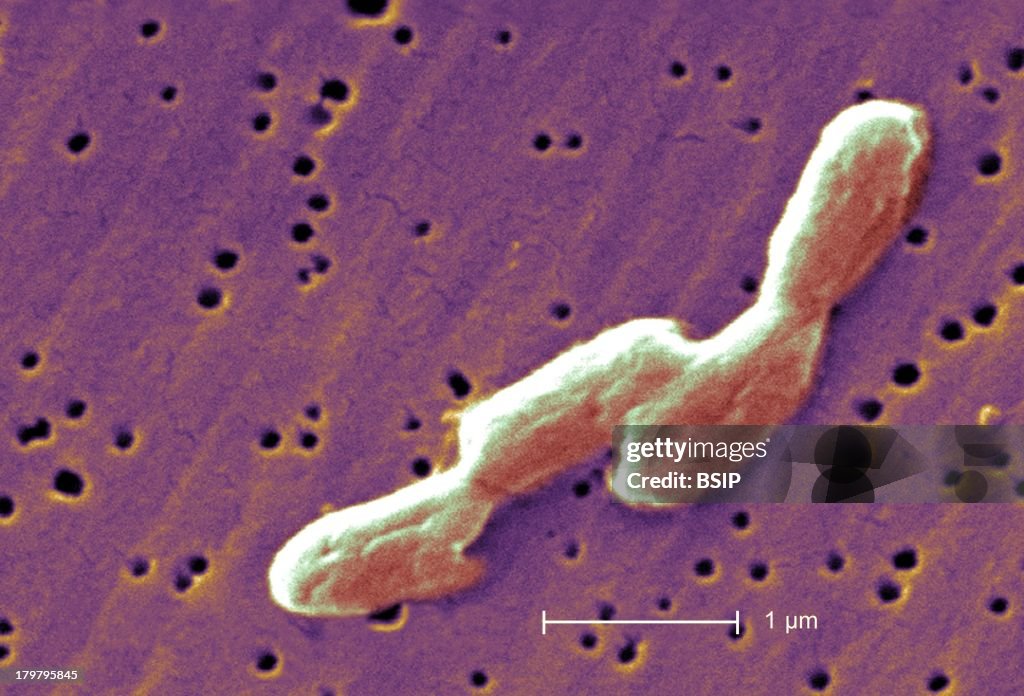 Salmonella Infantis